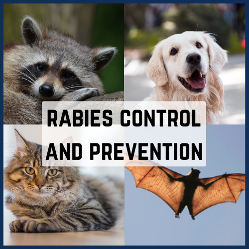 Link to learn about rabies control and prevention.